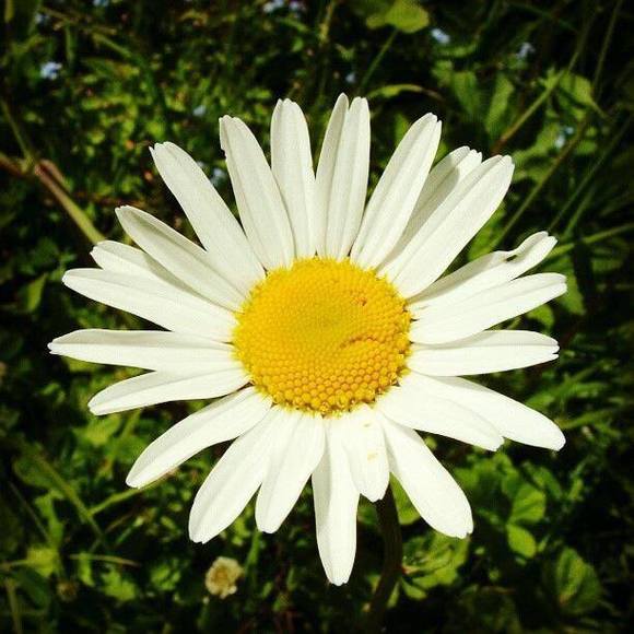 margueritekerry